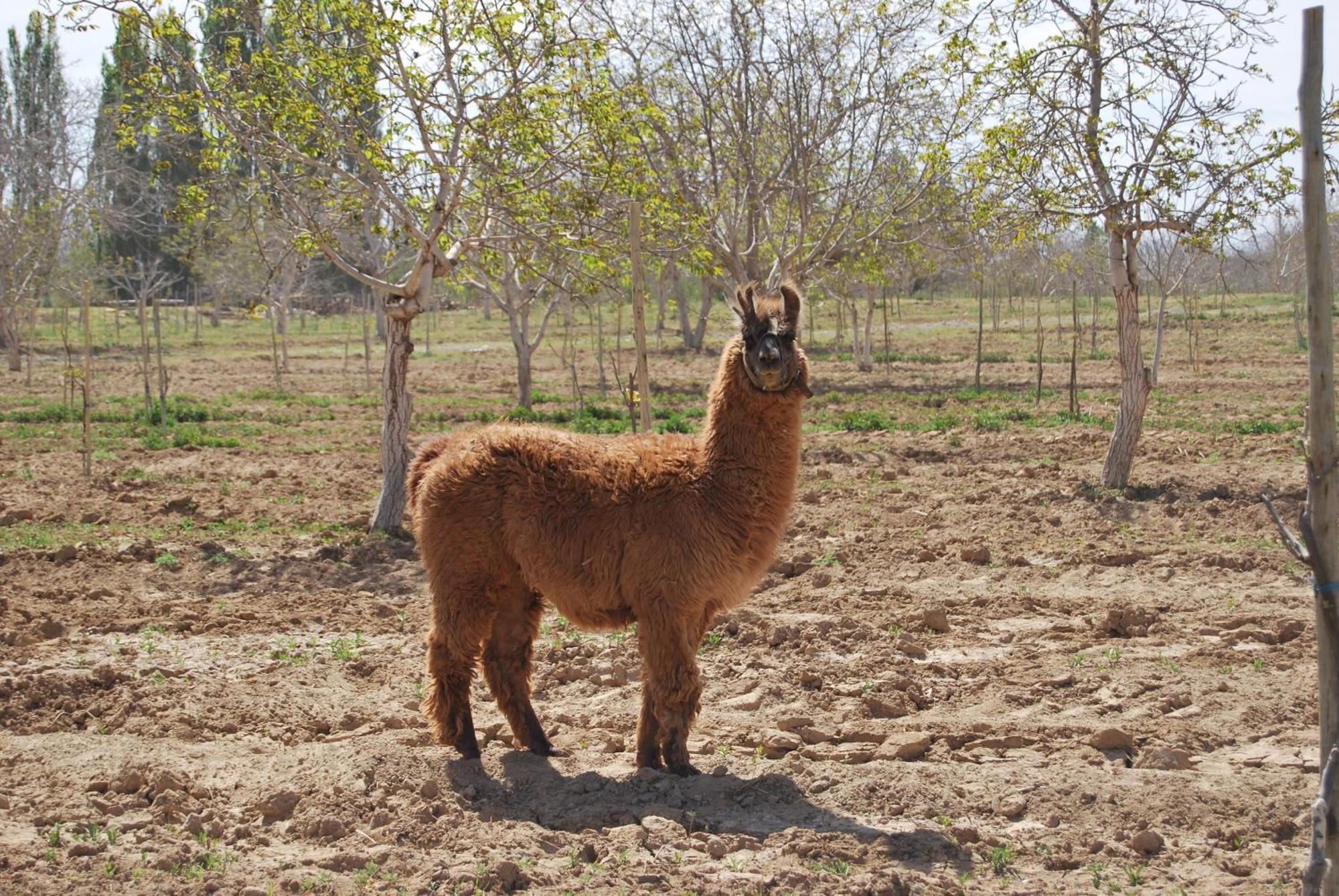 Finca Huayrapuca Famatina Kültér fotó